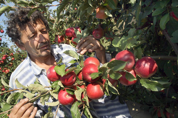 Све више места за органске јабуке
